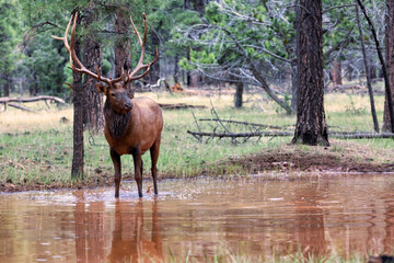 Bull elk in autumn in Jasper National Park, Canada