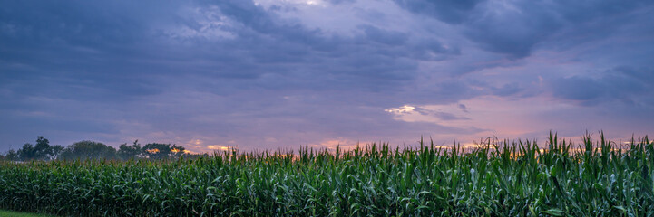 panorama of a stormy sunset sky over corn field in Missouri