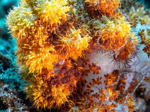 Polips of Dendronephthya Hemprichi