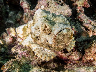 Devil Scorpionfish (Scorpaenopsis diabolus)