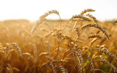 Fototapeta premium Background of ripening ears of yellow wheat field at sunset. Growth nature harvest. Agriculture farm