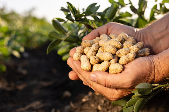 farmer's hand holding fresh peanuts with leaves close-up on groundnut field background