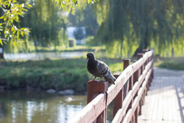 A pigeon sits on a railing, overlooking a peaceful body of water