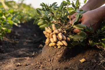 A farmer holding freshly harvested peanuts with roots in a field
