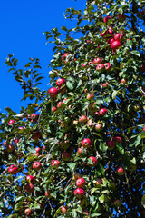 A flourishing tree laden with numerous red apples on its branches