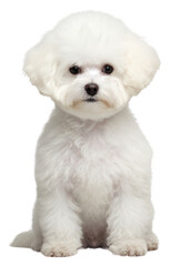 Obraz premium PNG Bichon dog mammal animal puppy.