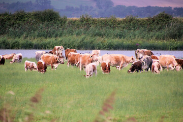 cows grazing in a field