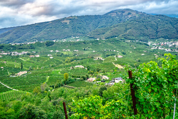 Colline del Prosecco, Cartizze