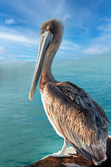 The great white pelican in Clearwater beach..The great white pelican (Pelecanus onocrotalus) also known as the eastern white pelican, rosy pelican or white pelican. Clearwater, USA, 2019