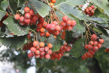 Obraz premium Rowan Berries on Tree - Vibrant Red Clusters in Nature