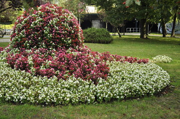 Floral Sculpture of White and Red Begonias in Park