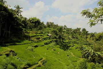 Indonesian Rice Terraces
