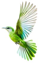 Obraz premium Green Broadbill Bird Flying on White Background, Photo Realistic, Wallpaper, Cover and Screen for Smartphone, PC, Laptop, 9:16 and 16:9 Format