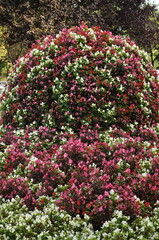 Obraz premium Floral Sculpture of White and Red Begonias in Park