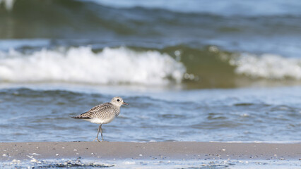 Sanderling (Calidris alba) walking on the beach