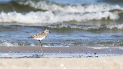 Sanderling (Calidris alba) walking on the beach