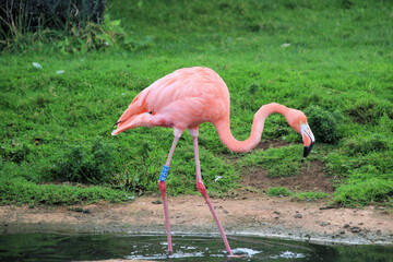 A view of a Flamingo at Slimbridge Nature Reserve