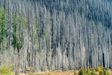 Aftermath of a forest fire with blackened trees in a recovering ecosystem