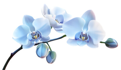 Branch of Blue and White Orchids with Buds on Transparent Background
