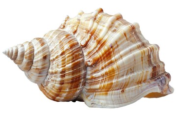 Obraz premium Close-up view of a shell on a white background