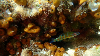 Сhicken liver sponge or Caribbean Chicken-liver sponge (Chondrilla nucula) undersea, Aegean Sea, Greece, Alonissos island, Chrisi Milia beach