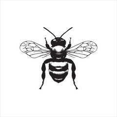 insect, animal, cartoon, fly, isolated, bug, vector, Bee Vector illustration  ,illustration, nature, white, macro, bee, black, beetle, spider, pest, wildlife, tattoo, wasp, cute, drawing, ant, wing, 
