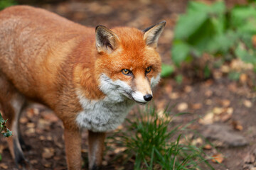 Beautiful adult red fox Vulpes vulpes in the autumn forest, natural habitat environment, Wild Ireland
