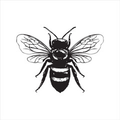 insect, animal, cartoon, fly, isolated, bug, vector, Bee Vector illustration  ,illustration, nature, white, macro, bee, black, beetle, spider, pest, wildlife, tattoo, wasp, cute, drawing, ant, wing, f