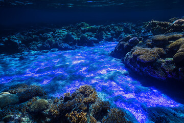 Fototapeta premium Bioluminescent glowing jellyfish underwater for marine life, ocean, or nature concepts focused on aquatic beauty, deep sea, and bioluminescence