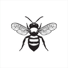 insect, animal, cartoon, fly, isolated, bug, vector, Bee Vector illustration  ,illustration, nature, white, macro, bee, black, beetle, spider, pest, wildlife, tattoo, wasp, cute, drawing, ant, wing, f