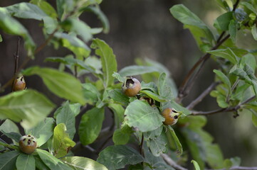 Closeup Mespilus germanica known as common medlar with blurred background in summer time