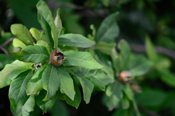 Closeup Mespilus germanica known as common medlar with blurred background in summer time