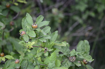 Closeup Mespilus germanica known as common medlar with blurred background in summer time