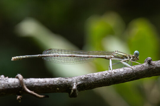 Platycnemis is a genus of dragonflies of the Platycnemididae family very common in the Mediterranean area
