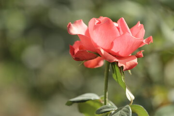 red rose on the street 