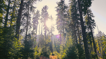 Sunlight Streaming Through Dense Forest. A beautiful scene of sunlight filtering through the tall...