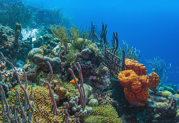 Caribbean coral garden, Bonaire