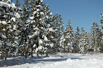 Snow-Covered Pine Trees in a Winter Forest under Clear Blue Sky