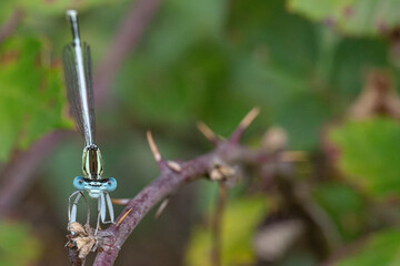 Platycnemis is a genus of dragonflies of the Platycnemididae family very common in the Mediterranean area