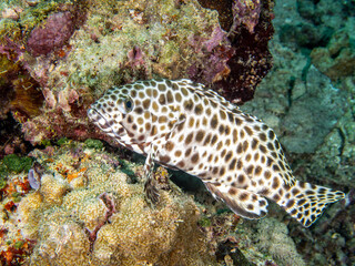 Longfin grouper (Epinephelus quoyanus)