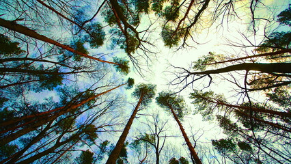 Tall Trees from Forest Floor Perspective. A unique upward view from the forest floor, capturing the...