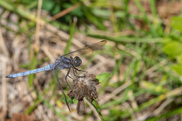 Dragonfly of the genus Orthetrum coerulescens family common in the Mediterranean in Girona Spain