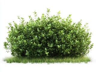 green grass isolated on white