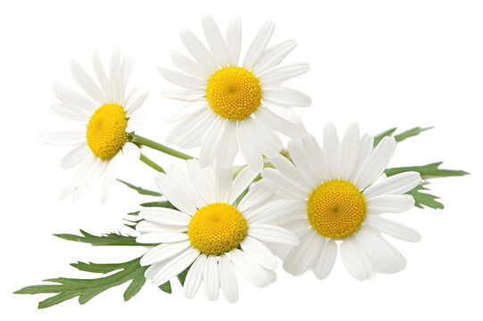 PNG Chamomile flower daisy plant.