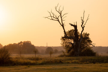 Uschnięte dęby w Rogalinku.  © Magdalena