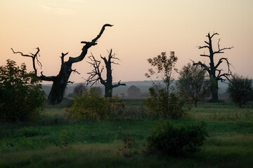Uschnięte dęby w Rogalinku. 
