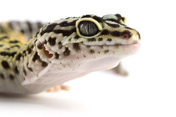 One beautiful gecko isolated on white, macro view. Exotic pet