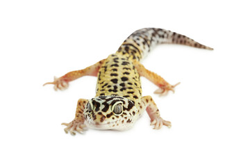 One beautiful gecko isolated on white. Exotic pet