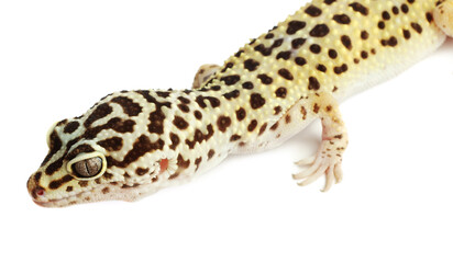 One beautiful gecko isolated on white. Exotic pet