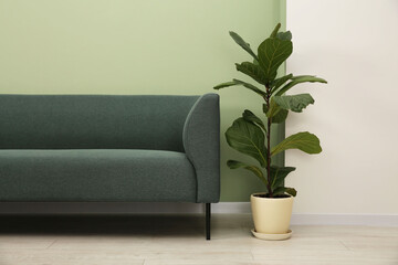 Stylish sofa and houseplant near green wall indoors